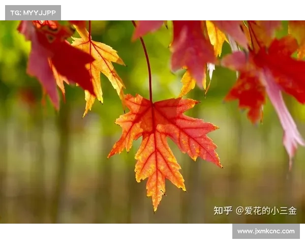 加拿大枫叶变色周期与气候变化的关系及预测分析 加拿大枫叶变色周期与气候变化的关系及预测分析